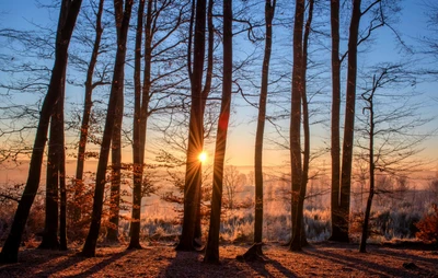 Sonnenaufgang durch einen nordischen Laubwald