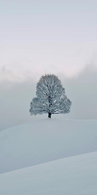 Einsamer Baum in einer schneebedeckten Landschaft