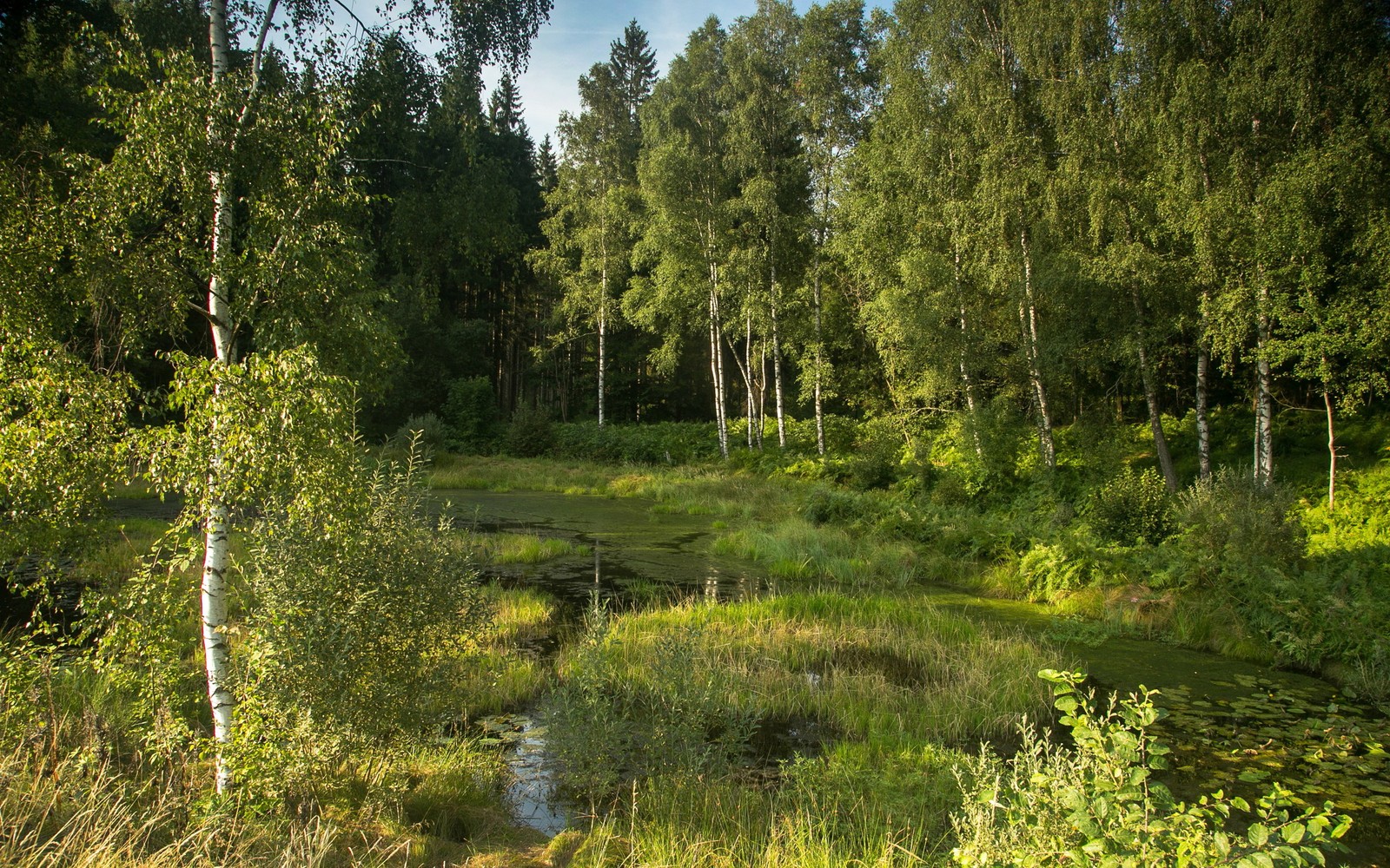 Área aérea de água com um pequeno lago e árvores (vegetação, bétula, floresta, árvore, floresta ripária)