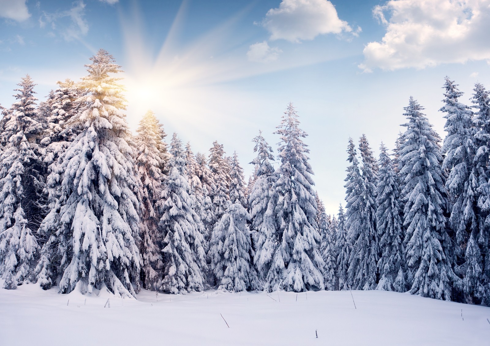 Descargar fondo de pantalla nieve, invierno, árbol, congelación, escarcha