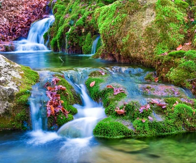 Cachoeira serena da floresta cercada por vegetação exuberante