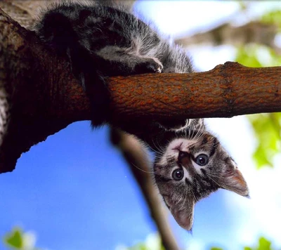 Chaton espiègle suspendu la tête en bas d'une branche d'arbre