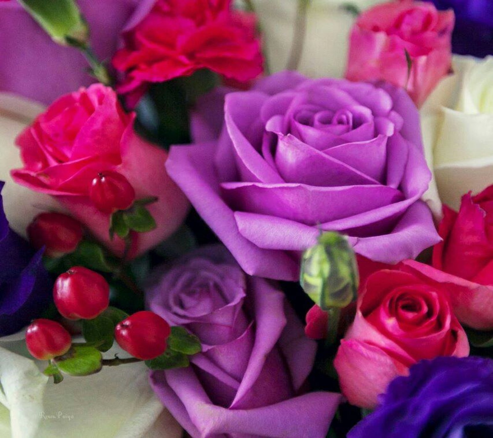 Un gros plan d'un bouquet de fleurs avec des roses violettes et rouges (coloré, roses)