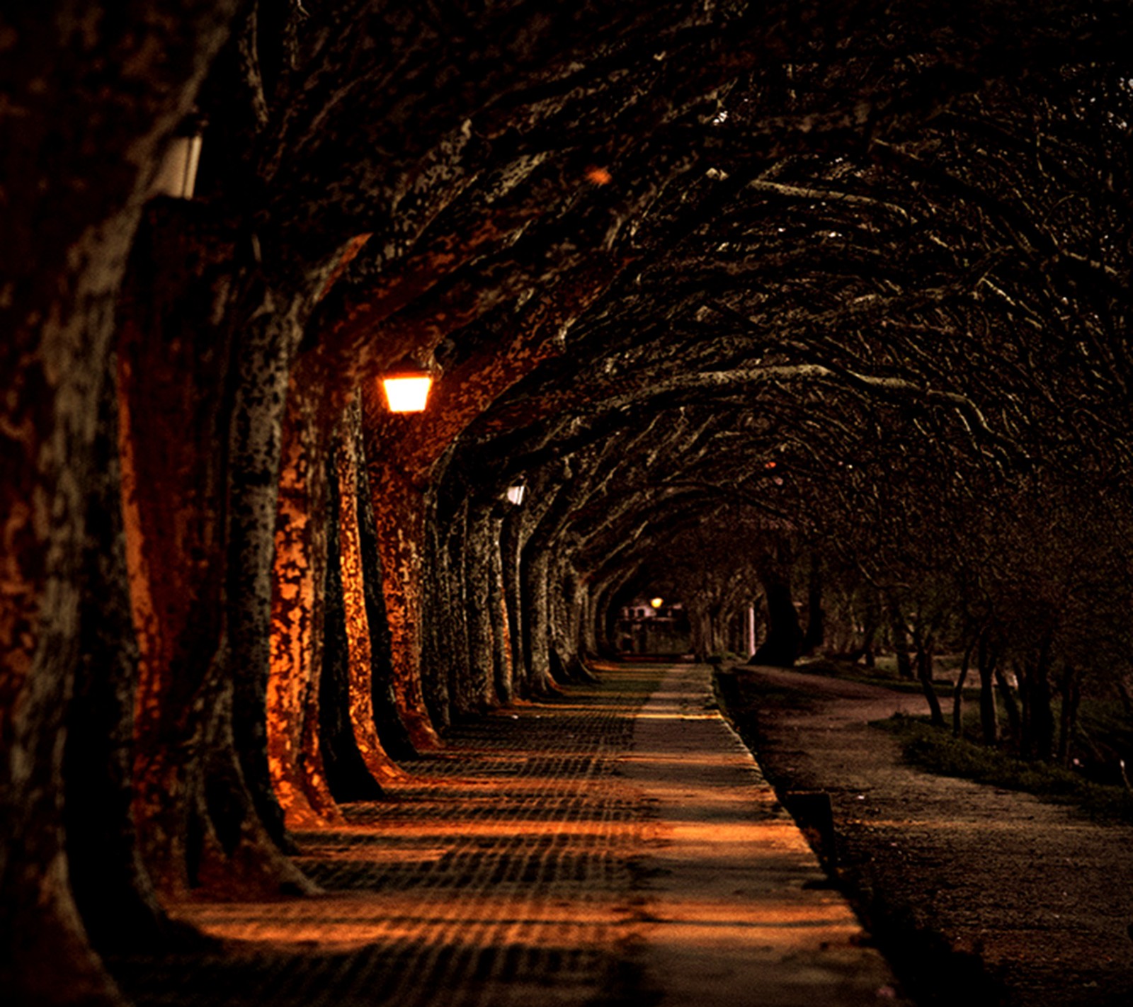 Árboles alineando un camino en un parque de noche (solitario, camino)