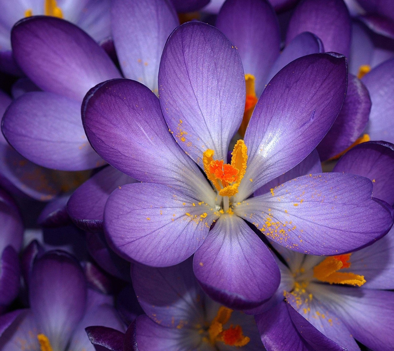 Téléchargez le fond d'écran crocus, fleurs, paysage, nature