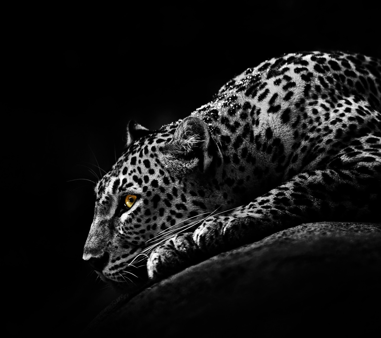 Descargar fondo de pantalla negro, genial, furioso, hd, jaguar