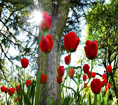 Lebendige rote Tulpen, die im Sonnenlicht leuchten