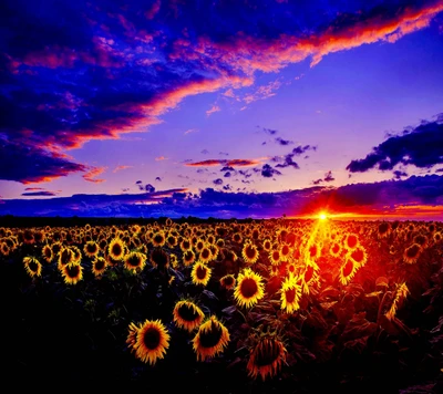 girasoles, fondo de pantalla