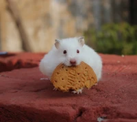 Adorável hamster branco mordendo um biscoito.