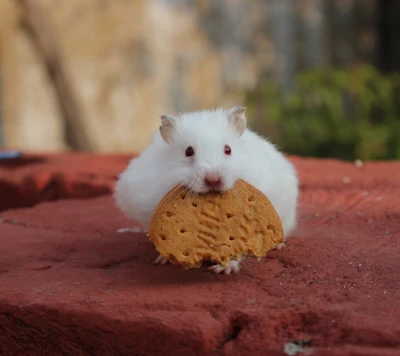 Adorável hamster branco mordendo um biscoito.