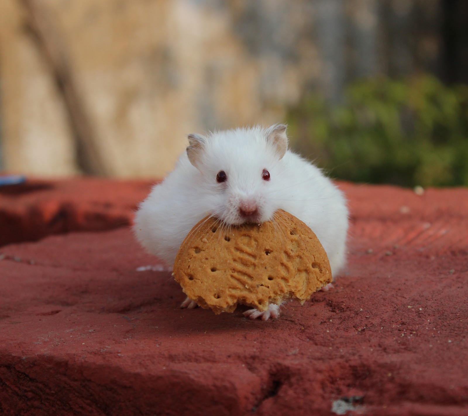 Ein weißer hamster isst einen keks auf einem stein (hamster, kunu)