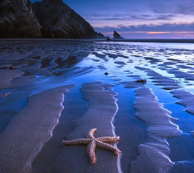 Estrella de mar en un paisaje costero sereno al anochecer