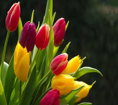 Bouquet de tulipes colorées en fleurs