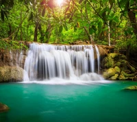 bosque, verde, naturaleza, sun thrue, agua