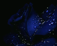 blue, drops, flower, new, nice wallpaper