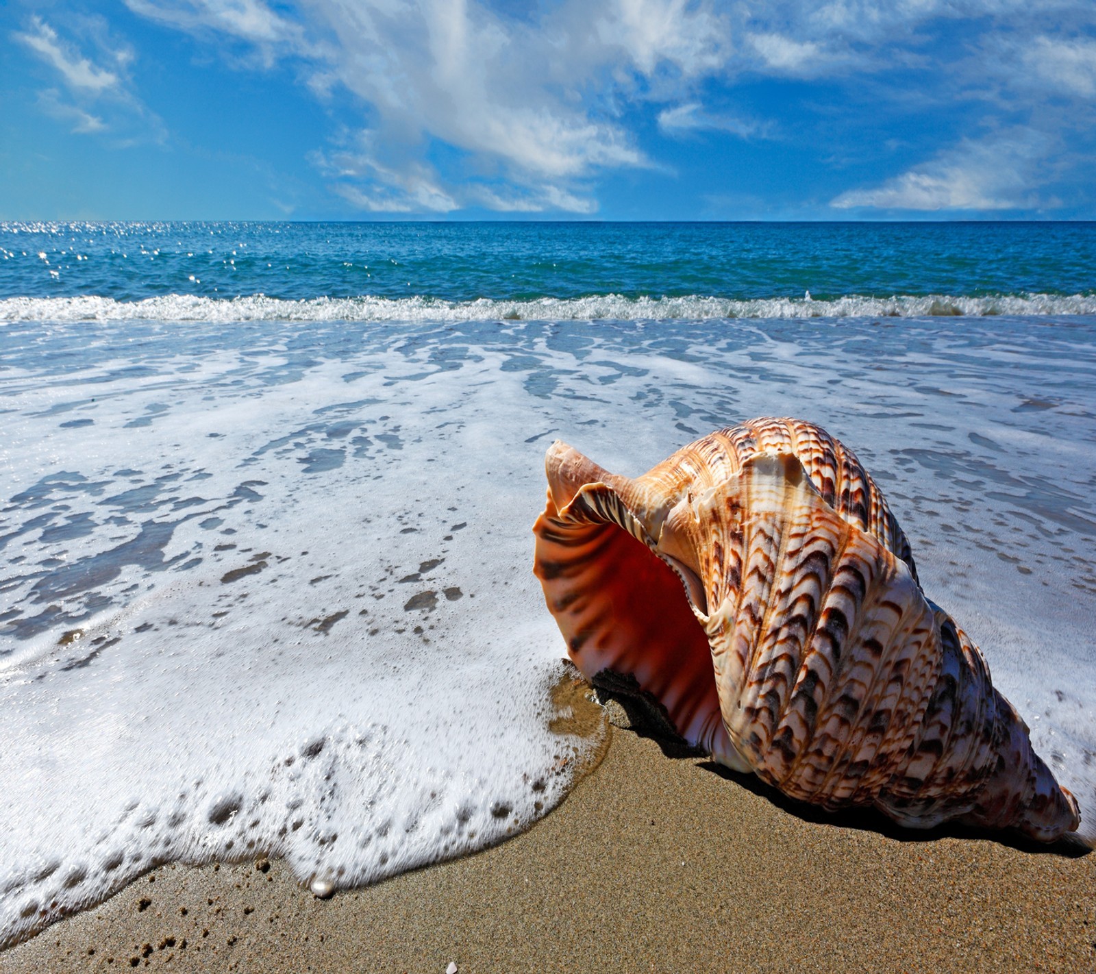 Uma concha na praia com ondas chegando (praia, shell e)