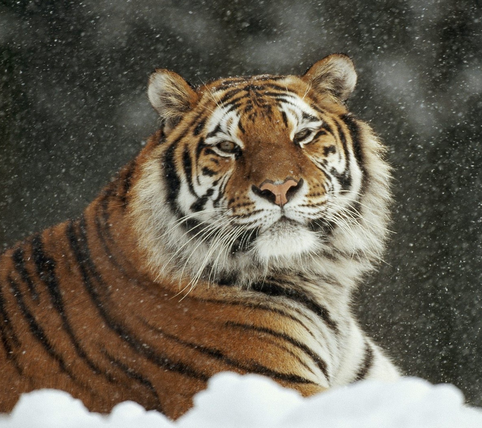 Hay un tigre sentado en la nieve (android, samsung galaxy nexus)