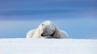 Oso polar sereno descansando sobre el hielo ártico