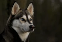 sibirischer husky, welpe, husky, schlittenhund, hunderasse