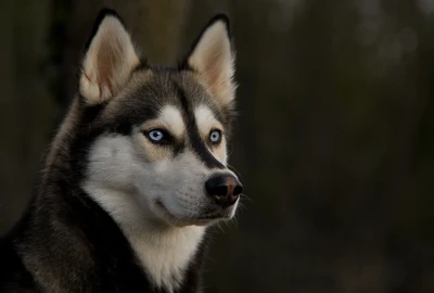 siberian husky, puppy, husky, sled dog, dog breed