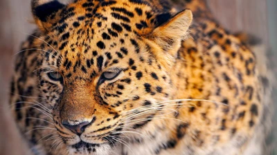 Primer plano de un leopardo que muestra su distintivo pelaje manchado y su intensa mirada.