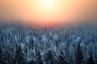 natur, natürliche landschaft, winter, blau, baum