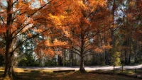 parque, naturaleza, árbol, hoja, otoño