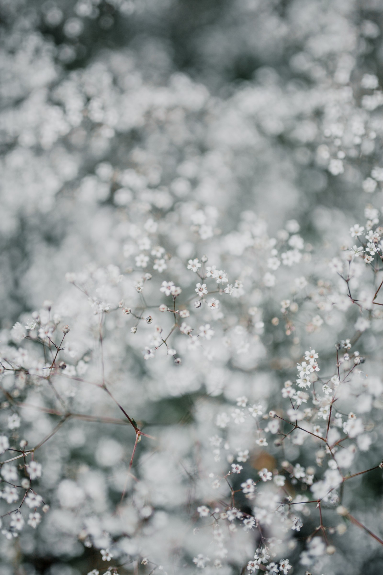 Hay un primer plano de un grupo de pequeñas flores blancas (floración, flor, ramo, primavera, planta)