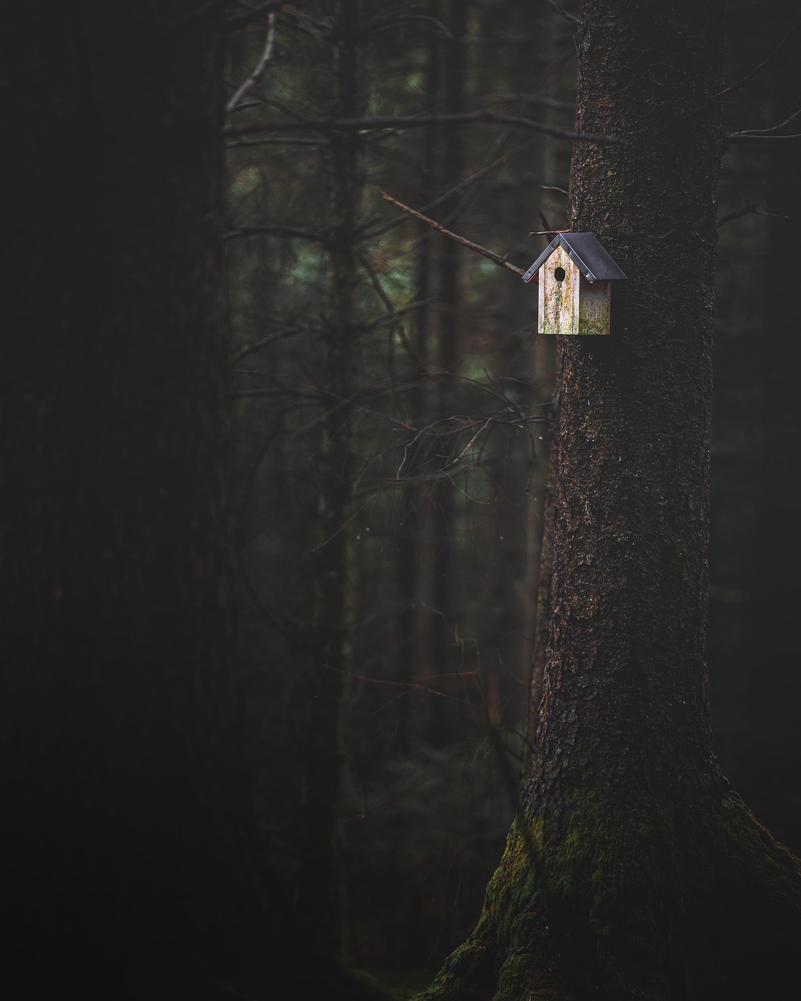 Une maison à oiseaux suspendue à un arbre dans les bois (obscurité, arbre, bois, noir, lumière)