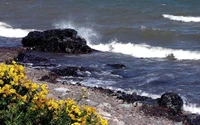 Vibrant Coastal Shoreline with Waves and Wildflowers