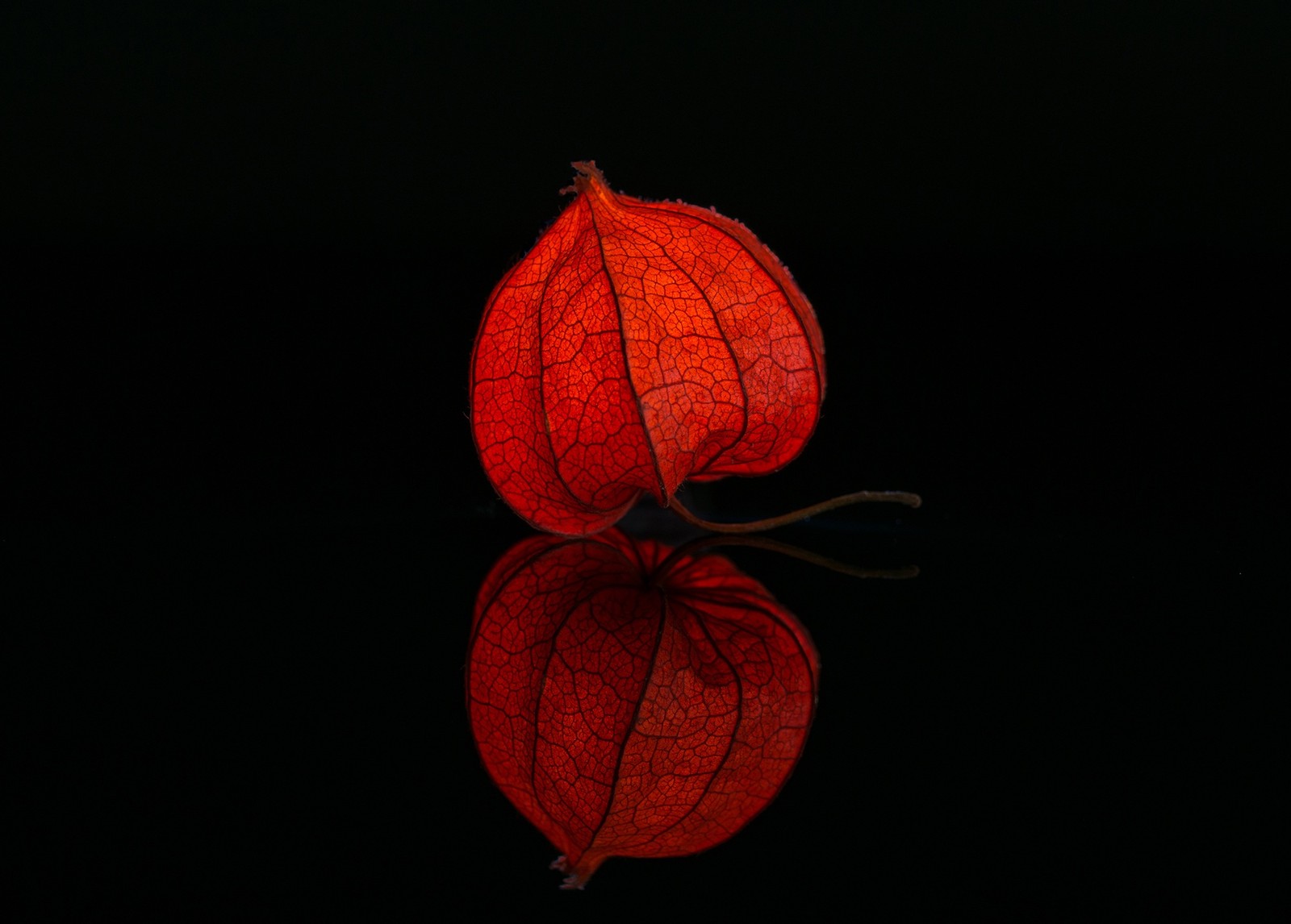 Lade rot, orange, beleuchtung, blatt, pflanze Hintergrund herunter