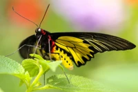 Primer plano vibrante de una mariposa monarca posada sobre una hoja verde, mostrando sus llamativas alas amarillas y negras.