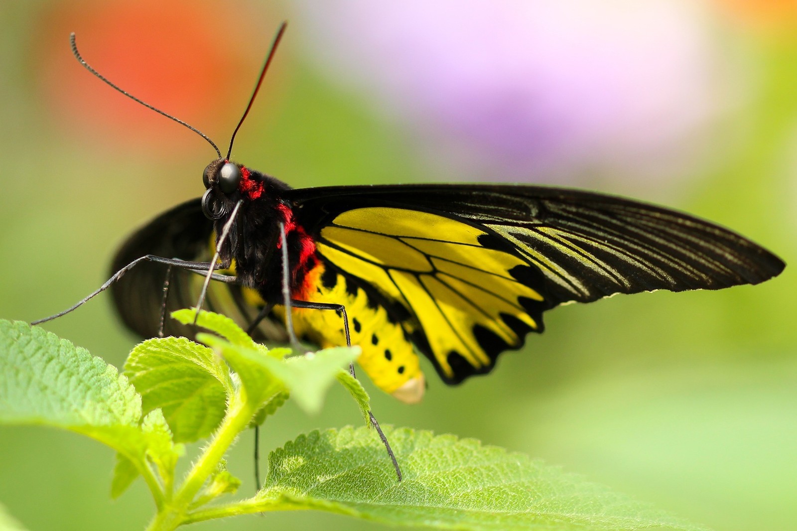 Il y a un papillon qui est assis sur une feuille (insecte, invertébré, papillons de nuit et papillons, papillon, pollinisateur)