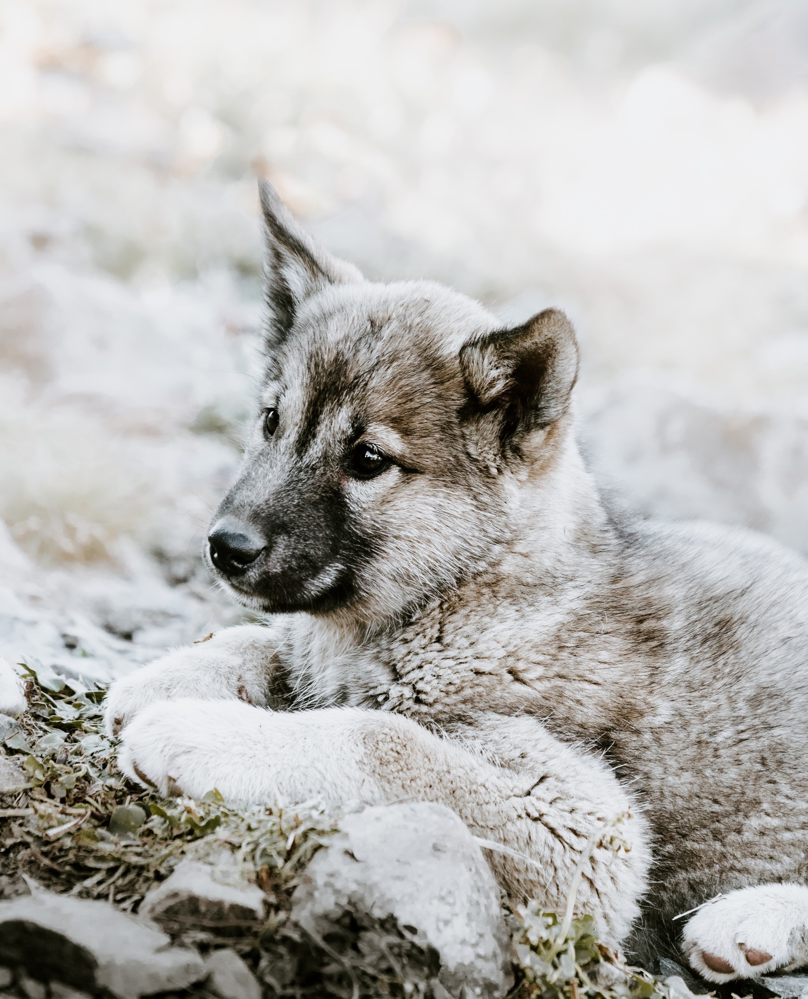 Há um lobo deitado no chão na neve (pastor alemão, cão lobo checoslovaco, filhote, cão alce norueguês, cão lobo)