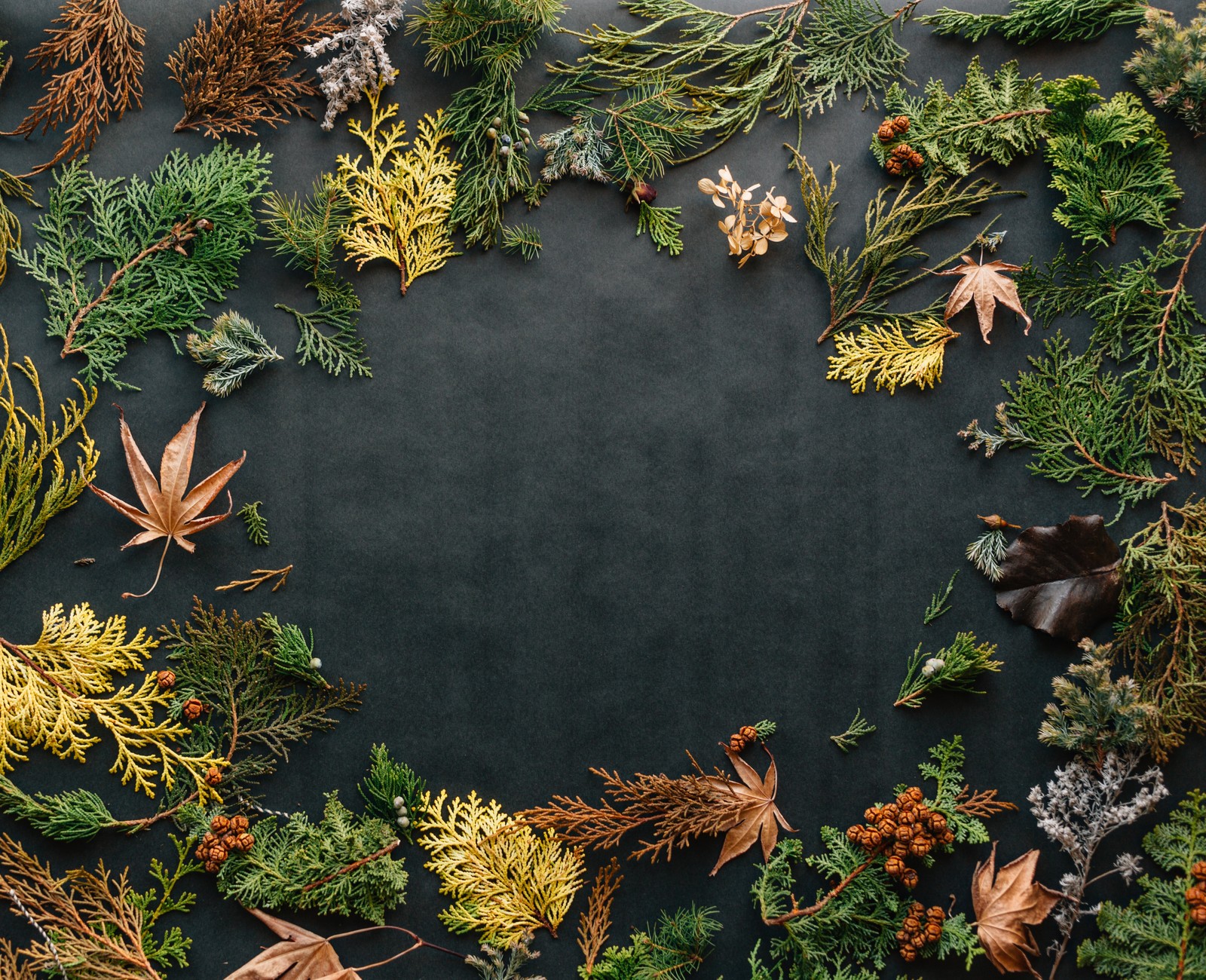 Un gros plan d'une couronne de différents types de plantes (eau, botanique, feuille, nature, branche)