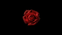 Elegant Red Rose on a Black Background