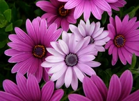 daisy flowers, garden, purple flowers, pink flowers, closeup wallpaper