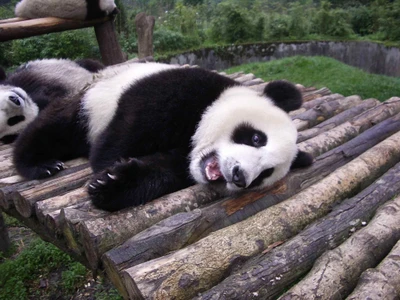 Panda gigante relaxando em uma plataforma de madeira