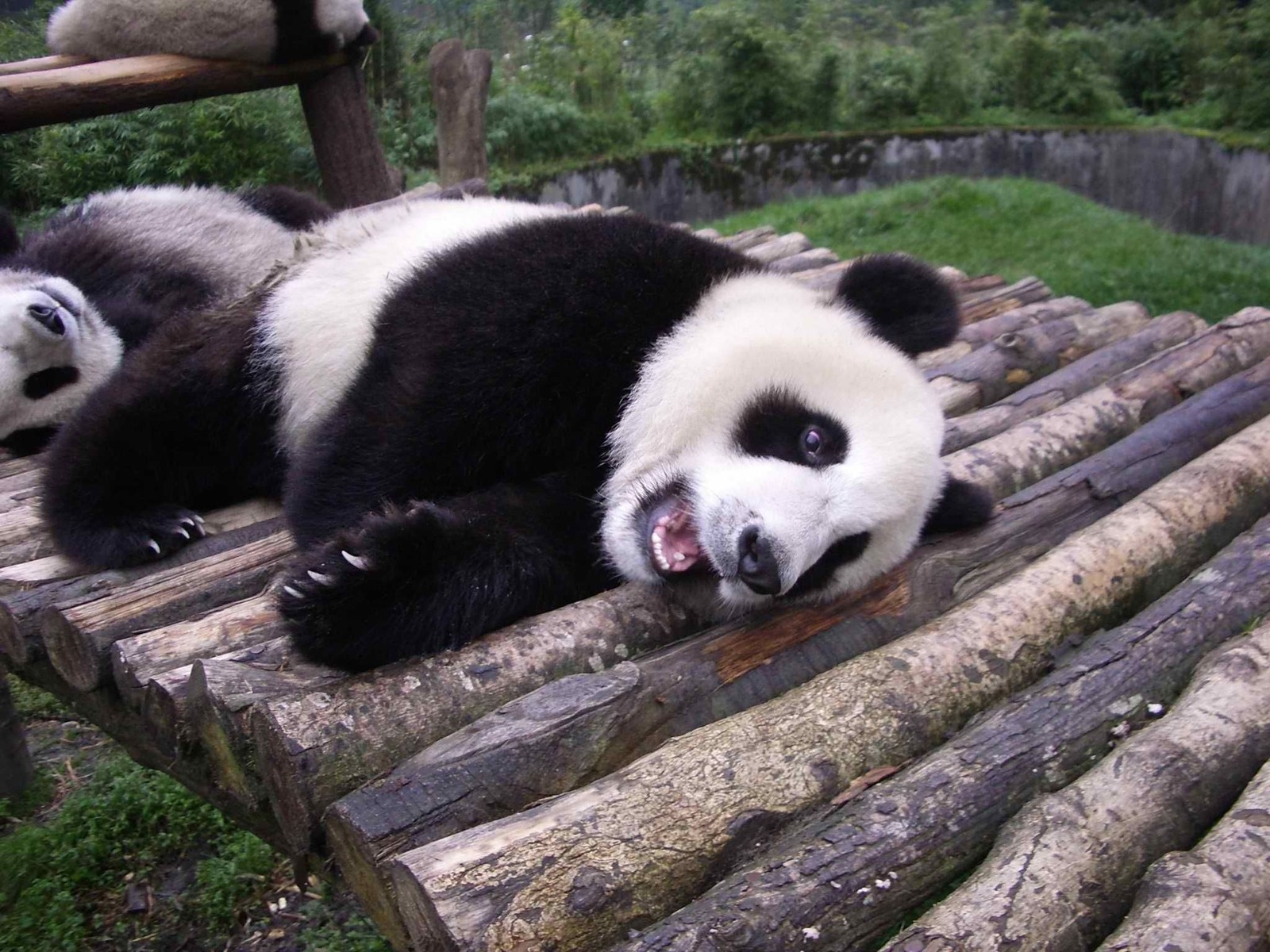 Panda-bär liegt auf einer holzplattform mit offenem mund (riesenpanda, landsäugetier, bär, schnauze, fauna)