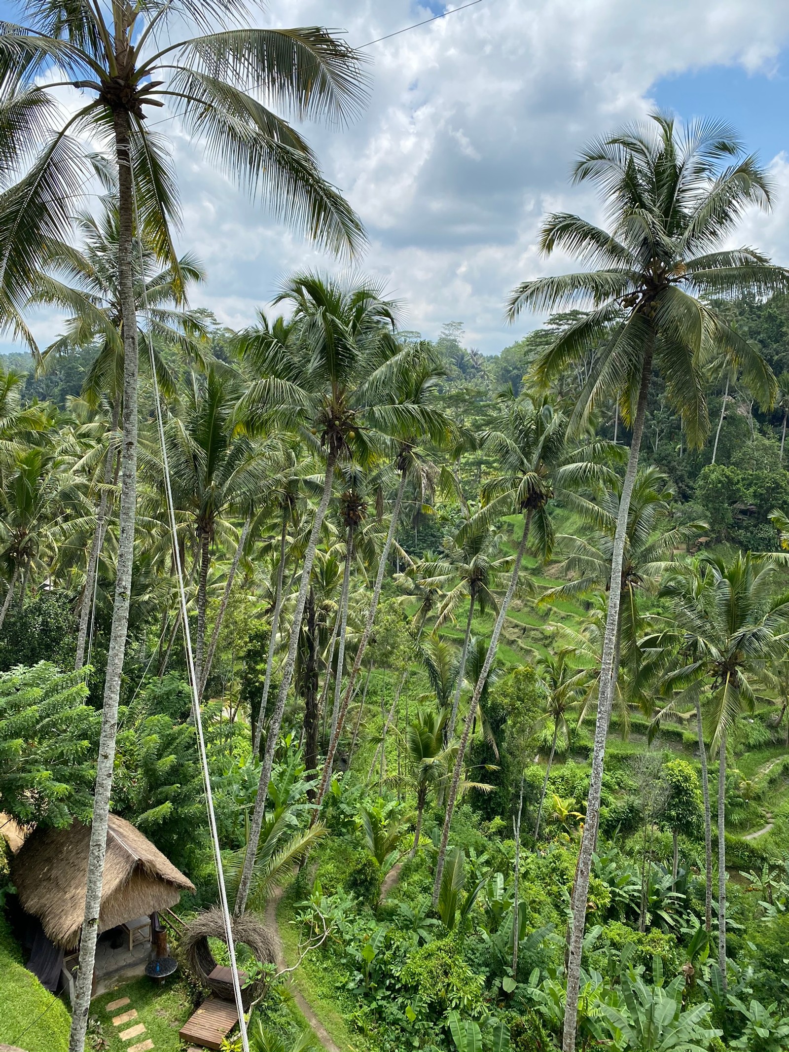 Il y a une petite cabane au milieu de la jungle (végétation, biome, forêt tropicale, nature, environnement naturel)