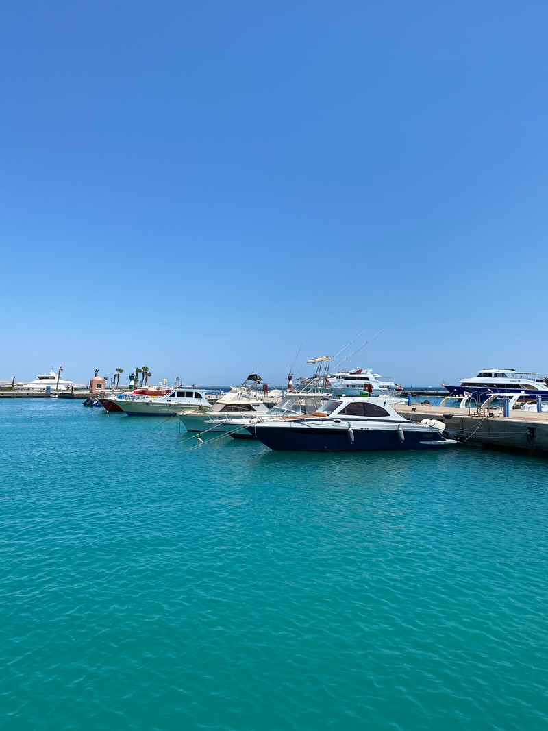 Лодки пришвартованы у пирса с пальмами (марина, паром, ferry, вода, водное судно)