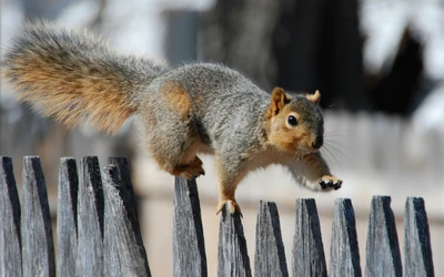 Fox Squirrel Leaping Over a Wooden Fence