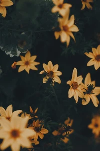 Lebendige gelbe Wildblumen zwischen dunklen grünen Blättern