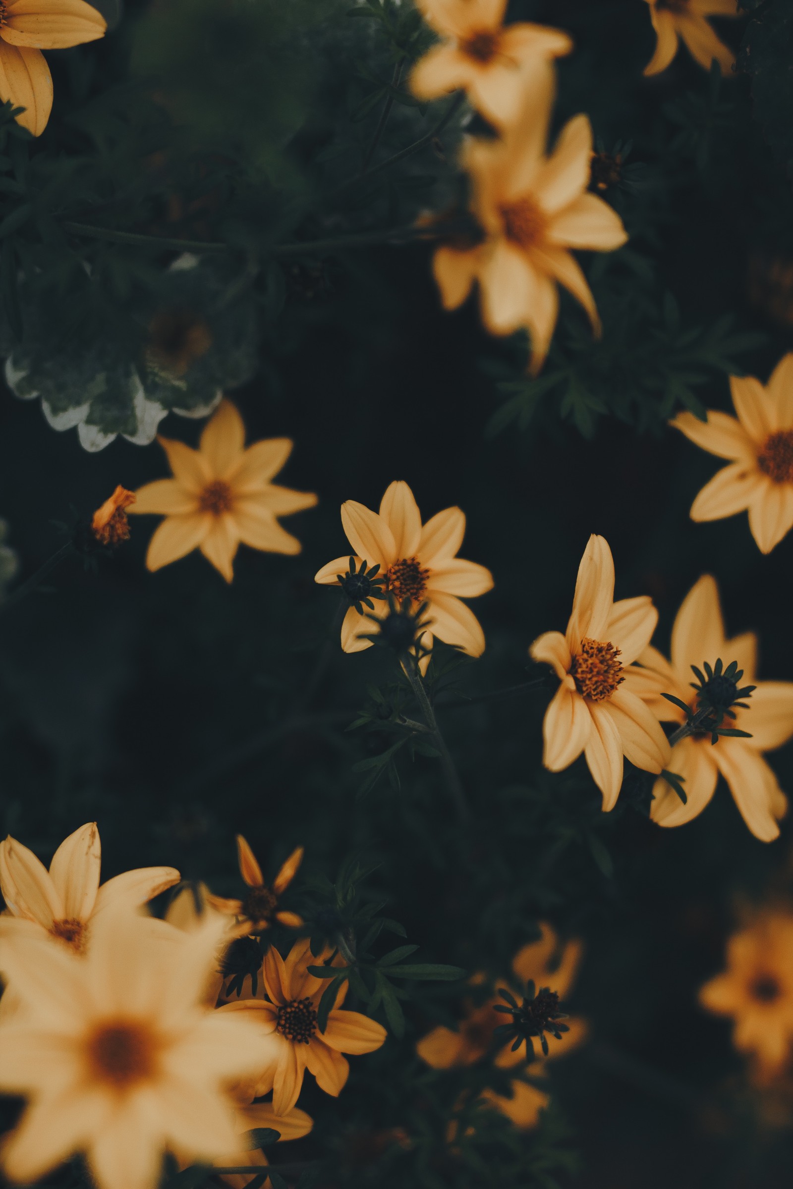 Des fleurs jaunes fleurissent dans un champ avec des feuilles vert foncé (fleur, jaune, pétale, plante, marron)