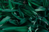 leaf, plant, flower, pattern, green wallpaper