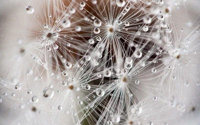 Visão macro de gotas de água em uma planta florida delicada