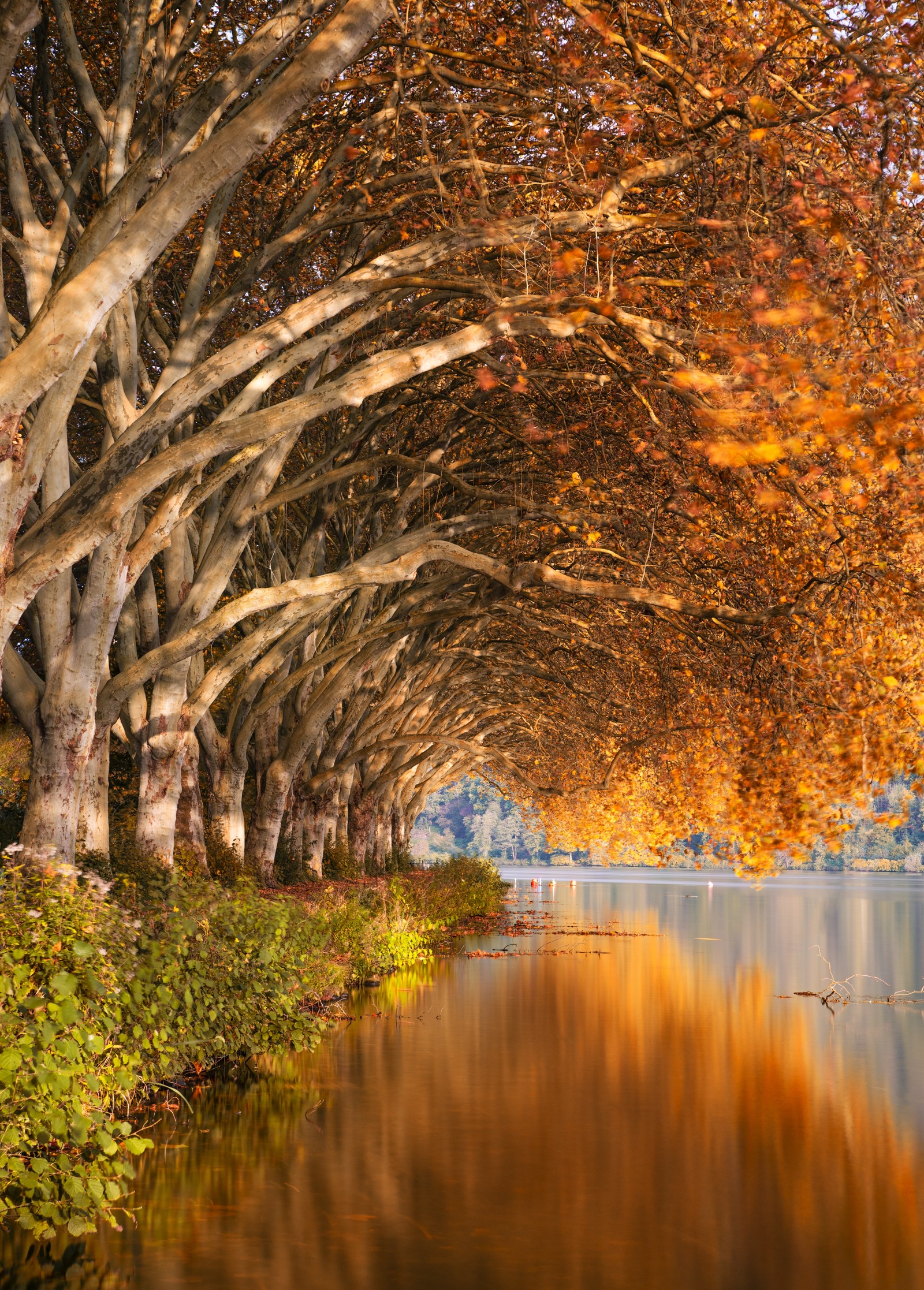 Arbres au bord d'un lac avec un bateau dans l'eau (nature, paysage naturel, réflexion, arbre, eau)