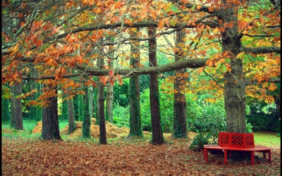 Herbstliche Gelassenheit in einem Laubwald