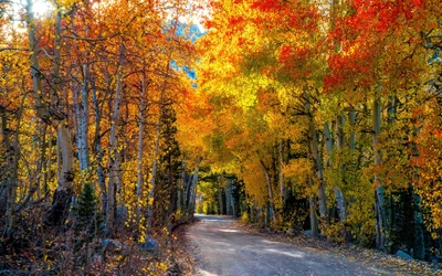 Bosquet d'automne vibrant avec un feuillage doré et rouge