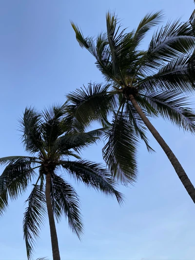 Palmeras datileras contra un cielo azul